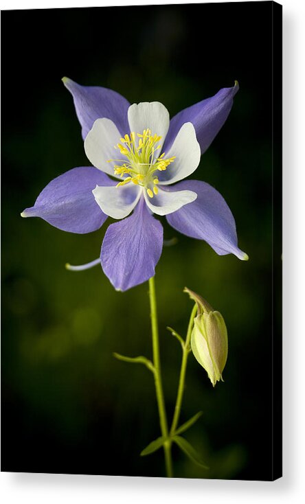 Columbine Acrylic Print featuring the photograph Pride of Colorado by Morris McClung