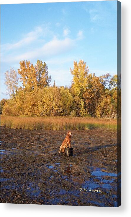 Golden Retriever Acrylic Print featuring the photograph Proud Wendy by R B Harper