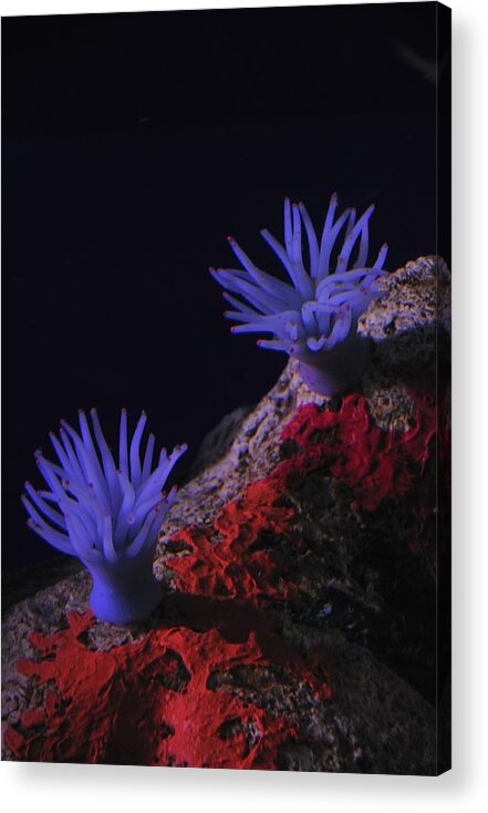 Sea Anemone Acrylic Print featuring the photograph Purple Anemones by Jonathan Sabin
