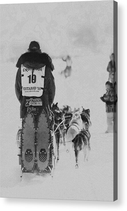 Iditarod Acrylic Print featuring the photograph Release by Ed Boudreau
