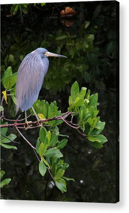 Blue Acrylic Print featuring the photograph Shades of blue and green by Doris Potter