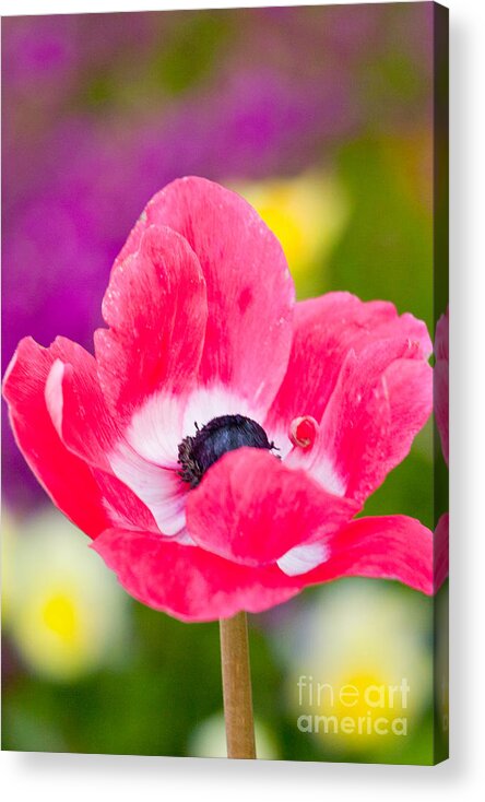 Flowers Acrylic Print featuring the photograph Spring Has Sprung by John F Tsumas