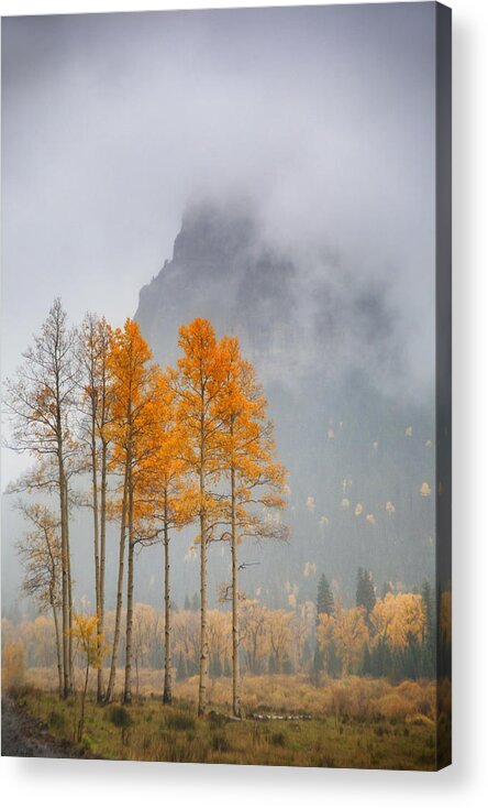 Aspen Acrylic Print featuring the photograph Standing In The Rain by Morris McClung