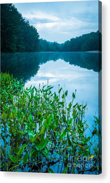 Family Pontederiaceae (pickerelweed Family) Acrylic Print featuring the photograph Stillness on Schreeder Pond by JG Coleman