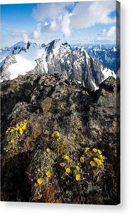Alaska Acrylic Print featuring the photograph Thriving in Adversity by Tim Newton