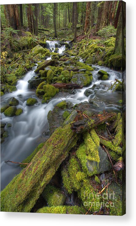 Pacific Northwest Acrylic Print featuring the photograph Walking to Sol Duc by Marco Crupi