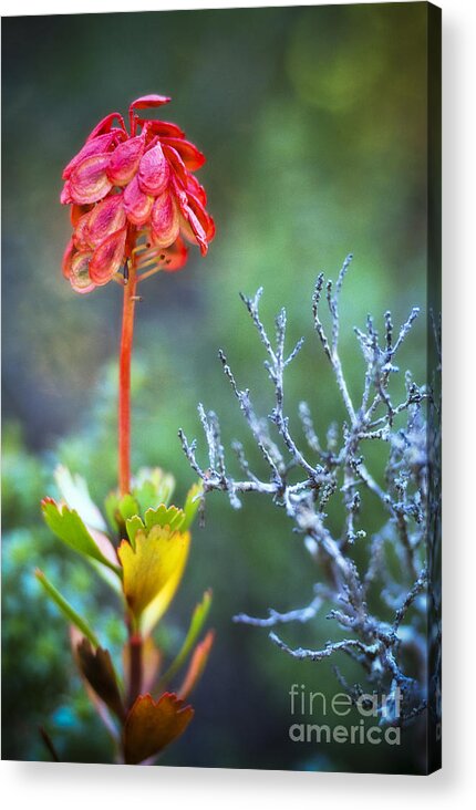 Wildflower Acrylic Print featuring the photograph Dying rocket by David Lade