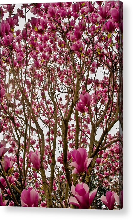 Flowers Acrylic Print featuring the photograph Embraced by Gene Hilton