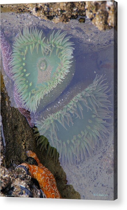 Heart Acrylic Print featuring the photograph Heart of the Tide Pool by Mick Anderson