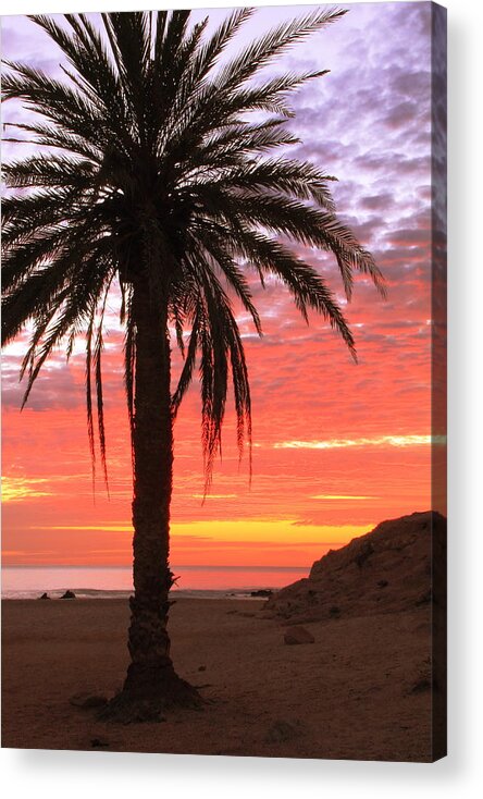Palm Tree Acrylic Print featuring the photograph Palm Tree and Dawn Sky by Roupen Baker