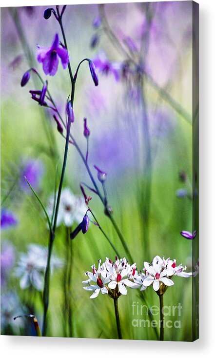 Australia Acrylic Print featuring the photograph Pastel wildflowers by David Lade