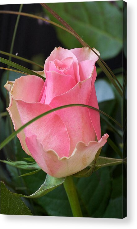 Rose Acrylic Print featuring the photograph Rose #1 by Theo Tan