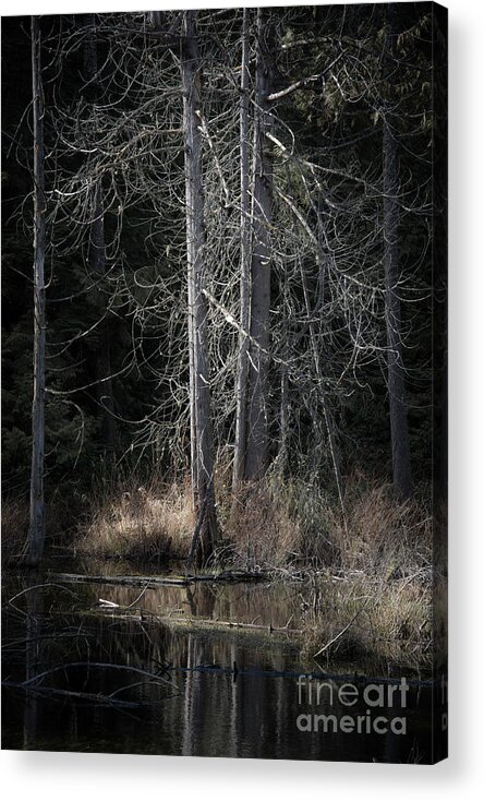 Nature Acrylic Print featuring the photograph Across the pond by David Hillier
