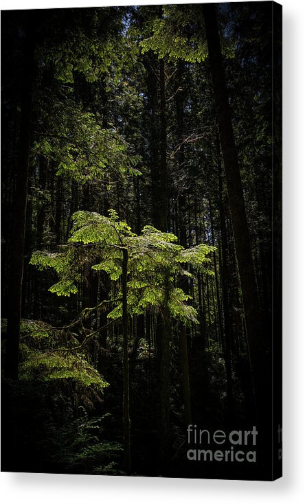 Green Acrylic Print featuring the photograph Aglow by David Hillier