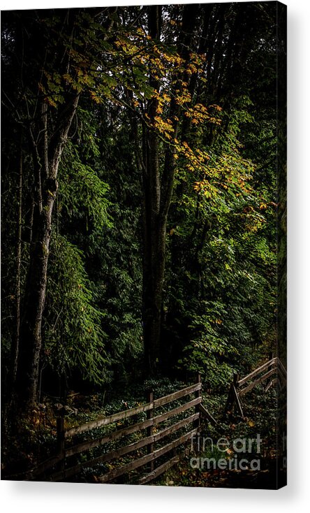 Autumn Acrylic Print featuring the photograph Autumn Fence by David Hillier