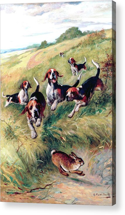Outdoor Acrylic Print featuring the painting Beagling by G Muss Arnolt