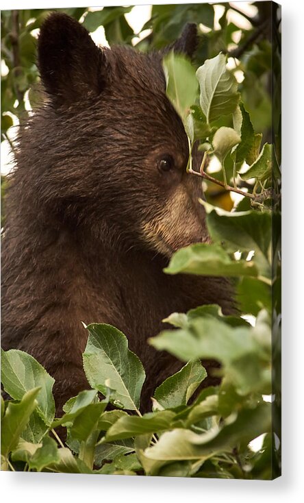 Black Bear Acrylic Print featuring the photograph Bear Cub in Apple Tree3 by Loni Collins