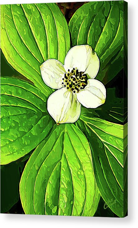 Nature Acrylic Print featuring the photograph Bunchberry Blossom by ABeautifulSky Photography by Bill Caldwell