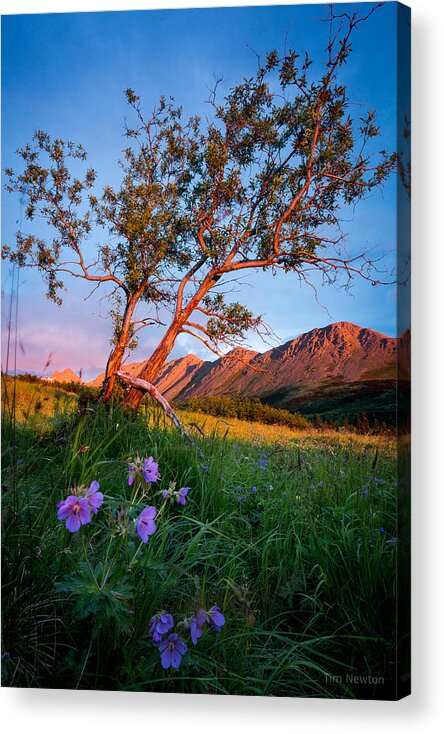 Alaska Acrylic Print featuring the photograph Chugach Mountain Sunset by Tim Newton