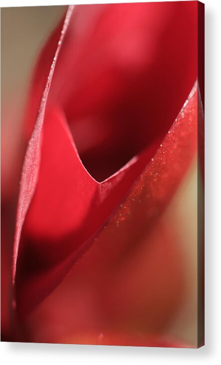 Red Acrylic Print featuring the photograph Desire by Don Ziegler