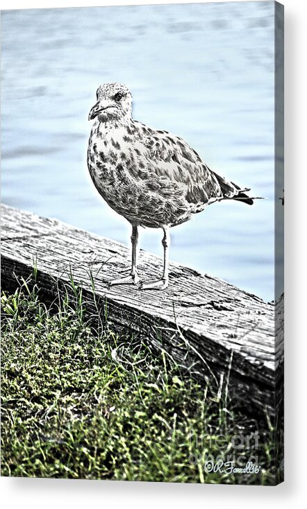 Swansboro Acrylic Print featuring the photograph Dinner Time by Rod Farrell