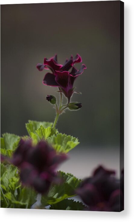 Spring Acrylic Print featuring the photograph Dying Embers by Morris McClung