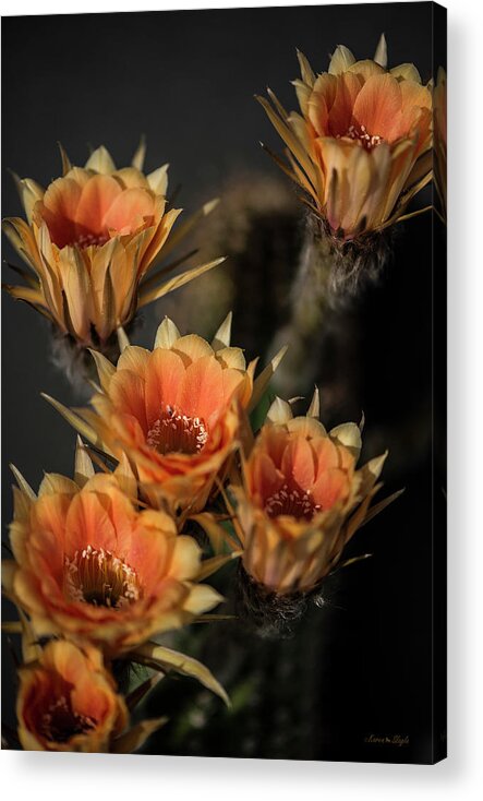 Echinopsis Acrylic Print featuring the photograph Echinopsis by Karen Slagle