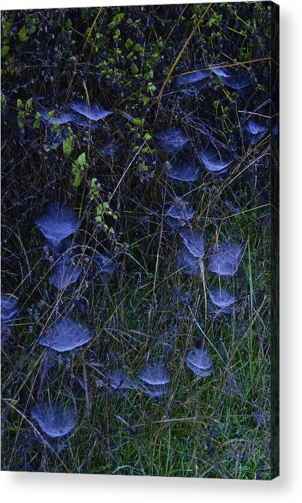 Spider Webs Acrylic Print featuring the photograph Spider Webs by Sherri Meyer