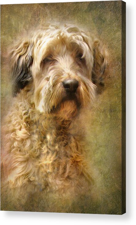 Collie Acrylic Print featuring the digital art Expression by Trudi Simmonds