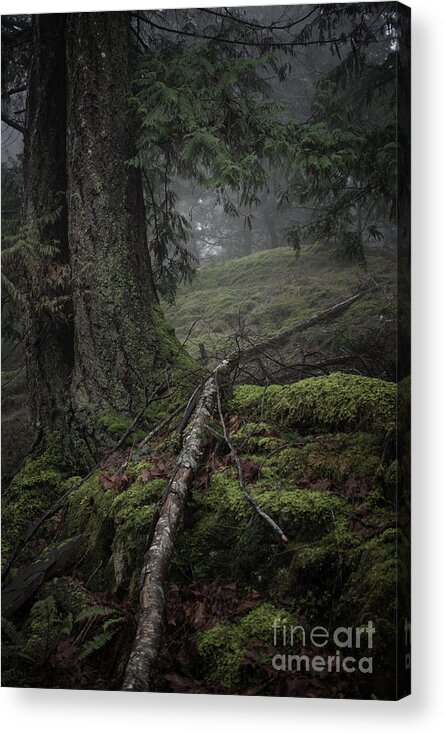Trees Acrylic Print featuring the photograph Fallen by David Hillier