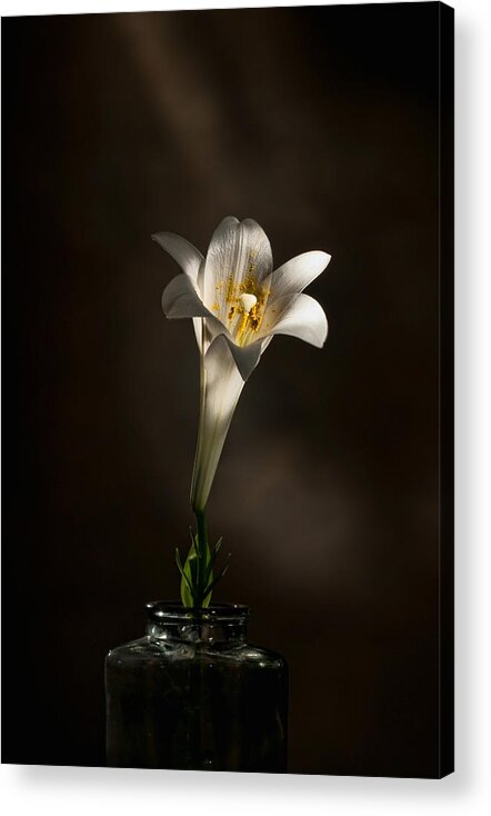 Flower Acrylic Print featuring the photograph Flashlight Series Easter Lily 1 by Lou Novick