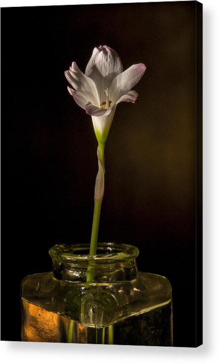 �2010 Lou Novick Acrylic Print featuring the photograph Flashlight Series White Flower 2 by Lou Novick