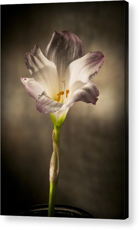 �2010 Lou Novick Acrylic Print featuring the photograph Flashlight Series White Flower 4 by Lou Novick