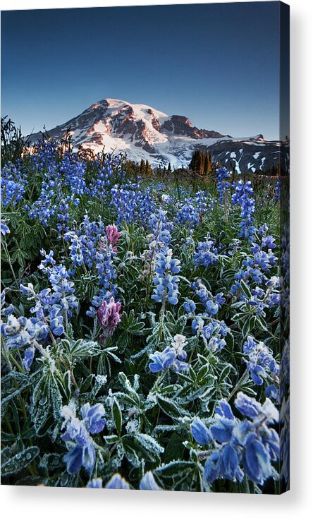 Mt. Rainier Acrylic Print featuring the photograph Frozen Wild Flowers M174 by Yoshiki Nakamura