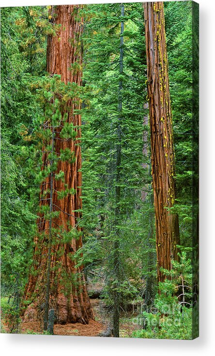 North America Acrylic Print featuring the photograph Giant Sequoias Sequoiadendron Gigantium Yosemite NP CA by Dave Welling