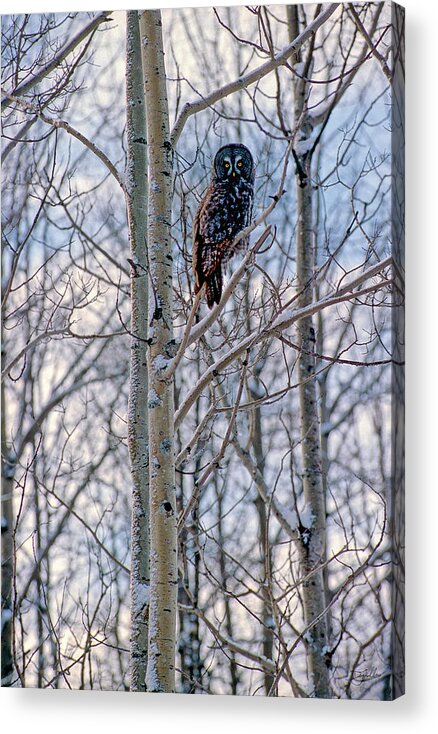 Canada Acrylic Print featuring the photograph Great Grey Owl by Doug Gibbons