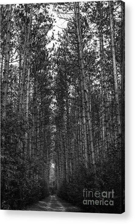 Trees Acrylic Print featuring the photograph Guardians of the Trail by Tiffany Whisler