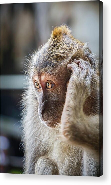 Monkey Acrylic Print featuring the photograph Hello, Monkey Here by Rick Deacon