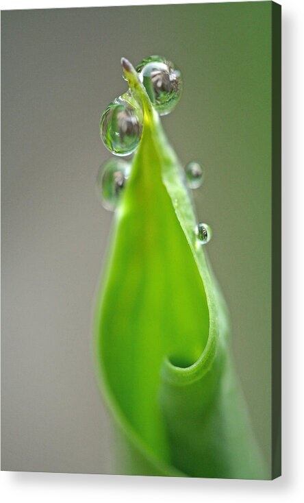 Hosts Acrylic Print featuring the photograph Hosta Drops by Don Ziegler