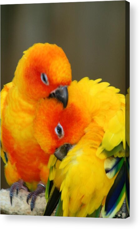 Parrot Acrylic Print featuring the photograph Let Me Scratch That For You by Sheryl Unwin