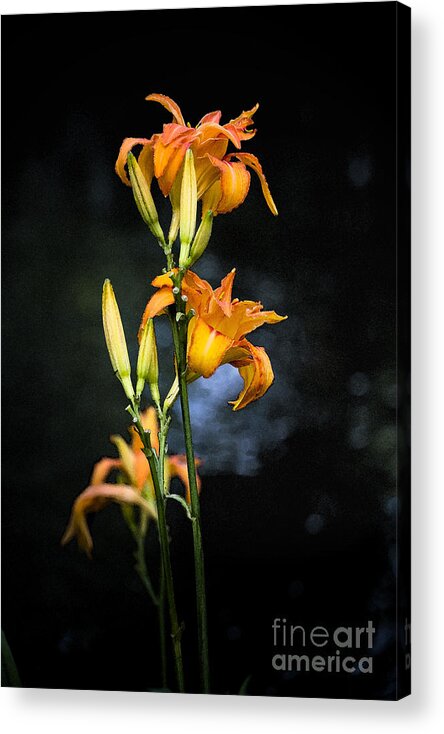 Lily Monet Garden Flora Acrylic Print featuring the photograph Lily in Monets Garden by Sheila Smart Fine Art Photography