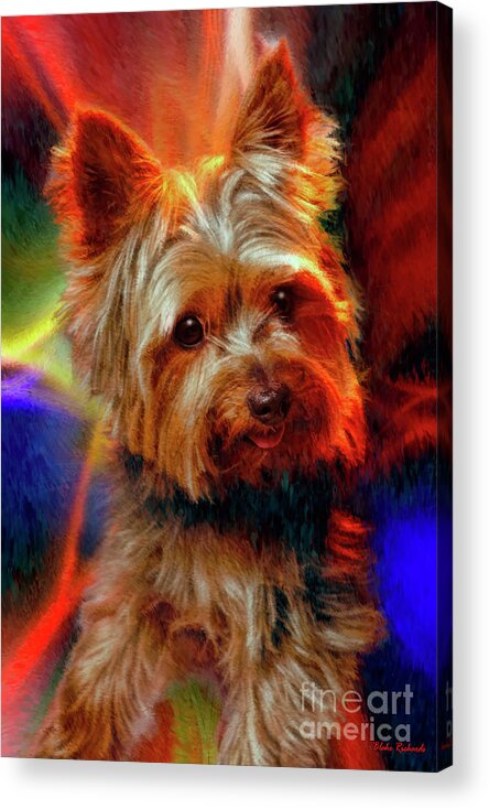  Acrylic Print featuring the photograph Little Yorkie by Blake Richards
