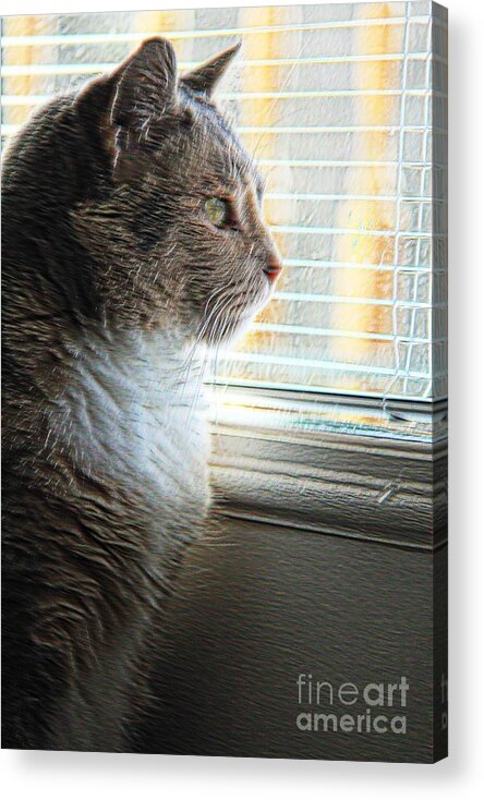 Cat Acrylic Print featuring the photograph Miss Kitty by Melissa Mim Rieman