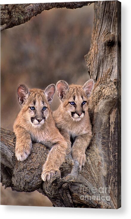 Dave Welling Acrylic Print featuring the photograph Mountain Lion Cubs Felis Concolor Captive by Dave Welling