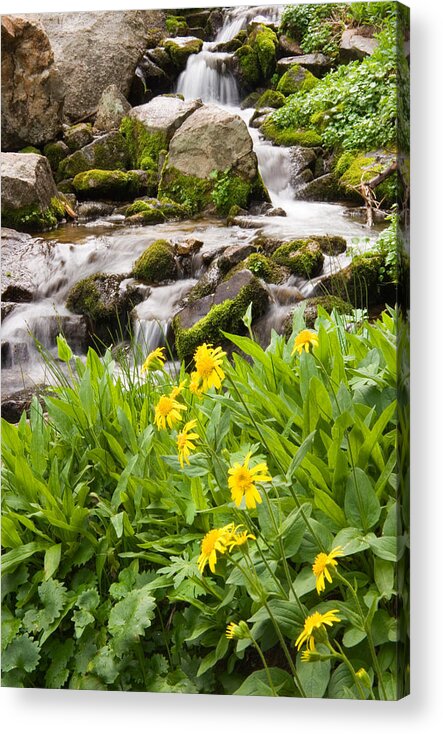 Water Acrylic Print featuring the photograph Mountain Waterfall and Wildflowers by Douglas Pulsipher