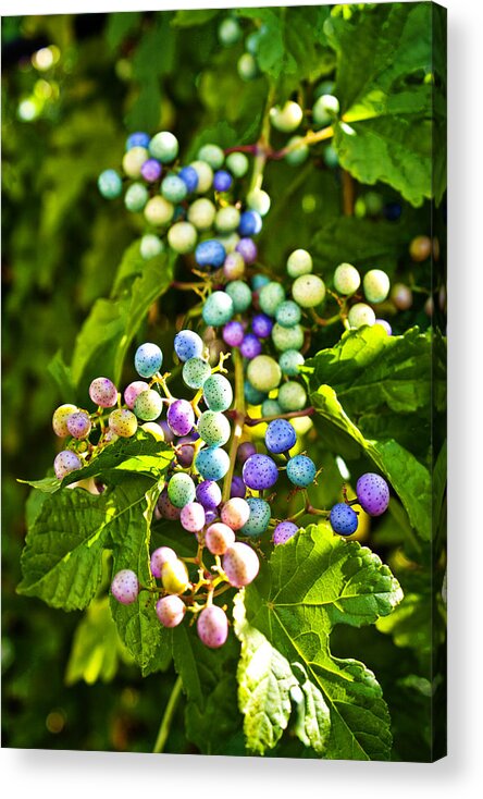 Berries Acrylic Print featuring the photograph MultiColored Berry Vine by Rick Wicker