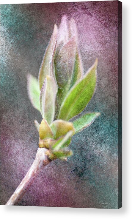 Leaves Acrylic Print featuring the photograph New Growth 3 by WB Johnston
