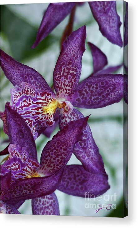 Orchids Acrylic Print featuring the photograph Orchid Awakening by John F Tsumas