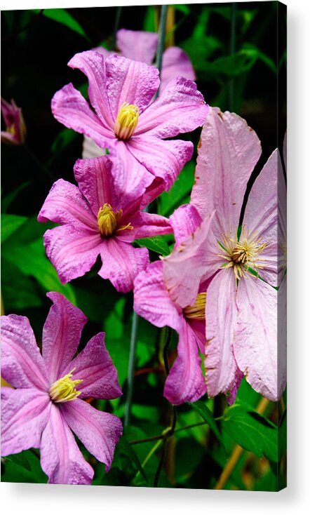Flowers Acrylic Print featuring the photograph Pink Clematis by Louis Dallara