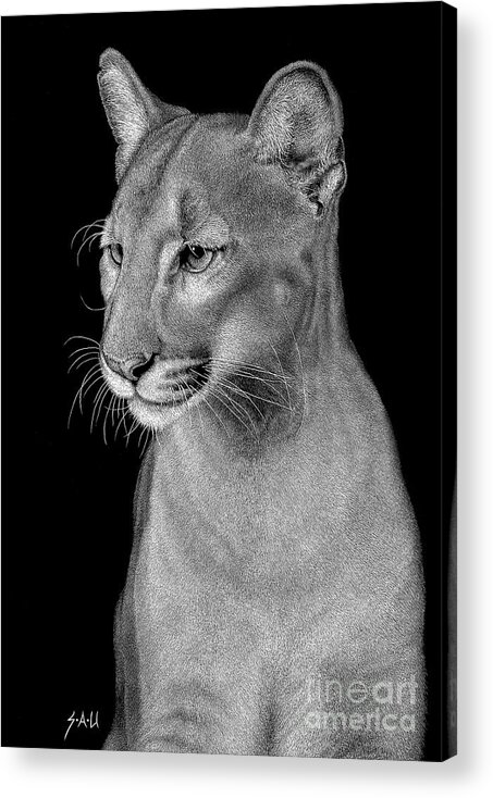 Scratchboard Acrylic Print featuring the drawing Queen of the Everglades by Sheryl Unwin